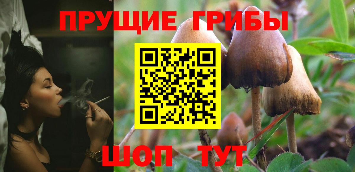 как найти наркотики  Псилоцибиновые грибы MAGIC MUSHROOMS  Галлюциногенные грибы MAGIC MUSHROOMS  Вход с VPN  Ногинск 